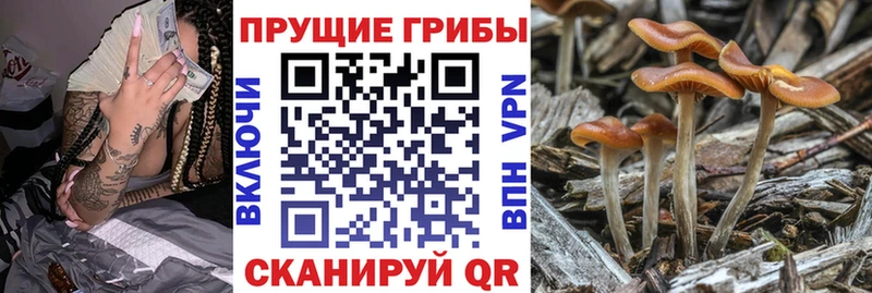 где можно купить   Покровск  ОМГ ОМГ как зайти  Галлюциногенные грибы прущие грибы 